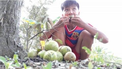 Mùa vú sữa quê tôi, chẳng hiểu sao lại thích ăn trái chín rụng