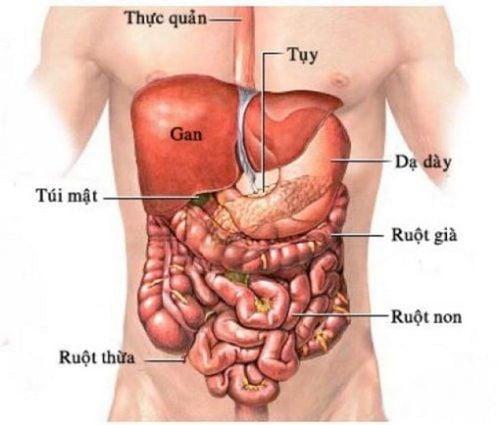 Giải đáp lục phủ ngũ tạng là gì?