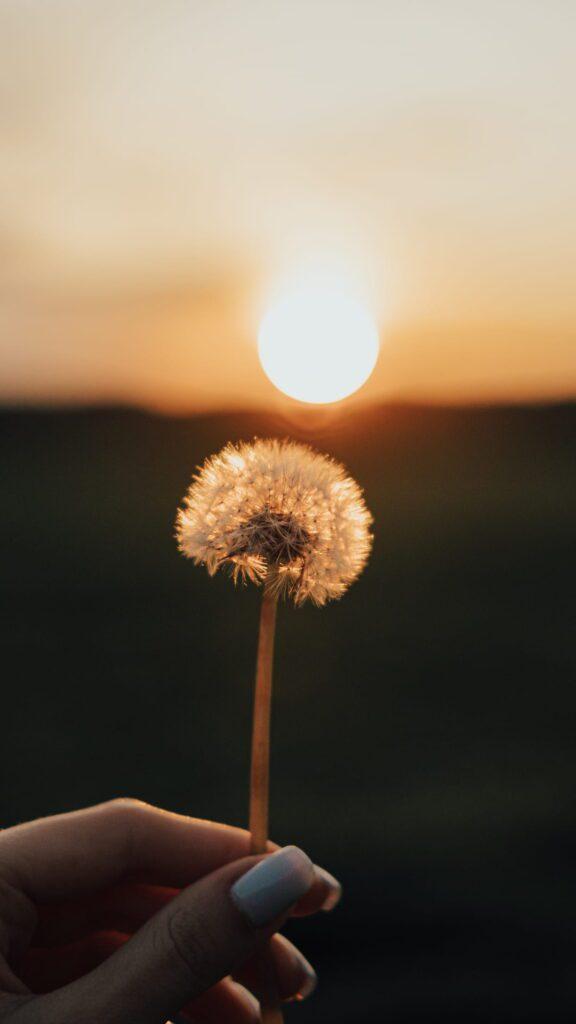 Hình nền điện thoại tải 101+ miễn phí