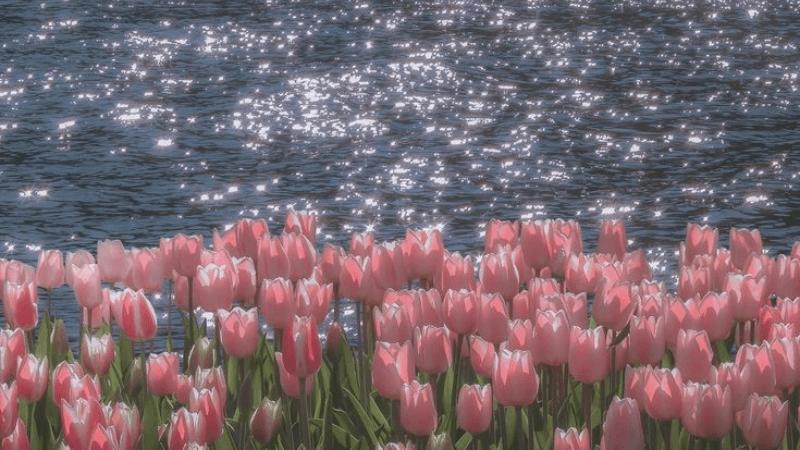 199+ Hình nền hoa Tulip cute 4K Full HD rõ nét, đẹp nhất 2025