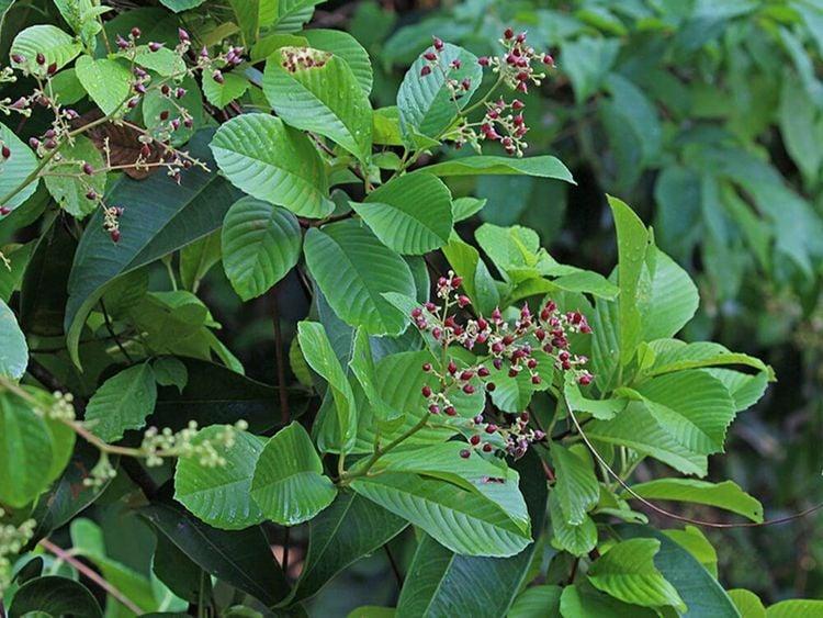 Công dụng cây chạc chìu