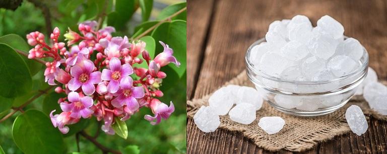 Cách làm bông khế chưng đường phèn trị ho theo dân gian HIỆU QUẢ NHẤT