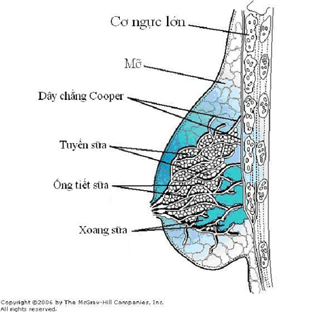 Một số vấn đề thường gặp ở thời kỳ cho con bú