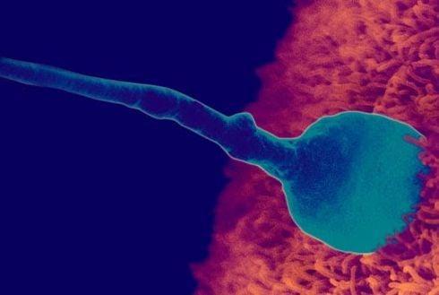 Hình ảnh thực tế về sự phát triển của thai nhi theo tháng