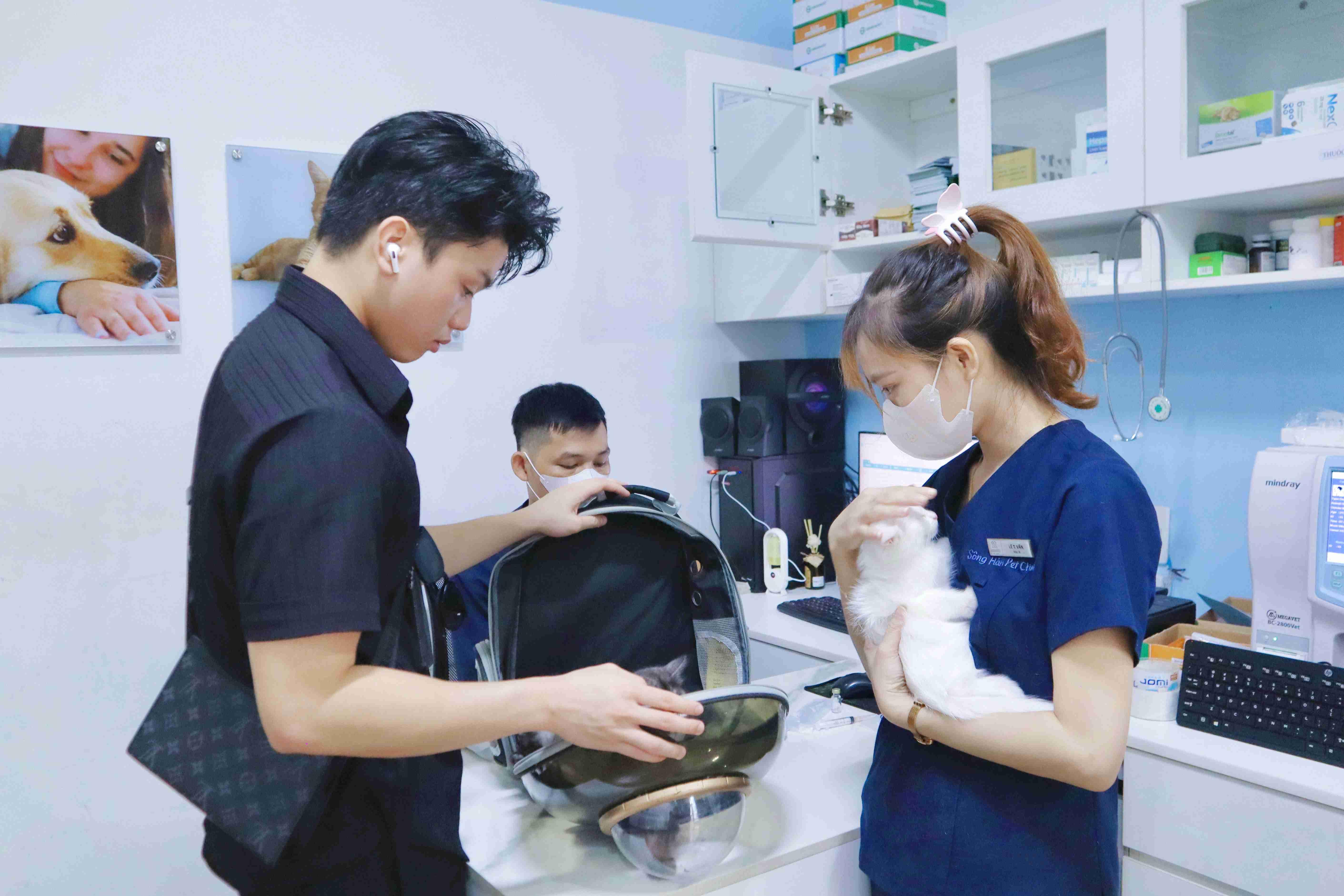 Mèo bị chảy máu mũi có nguy hiểm không? Xử lý như thế nào đúng cách