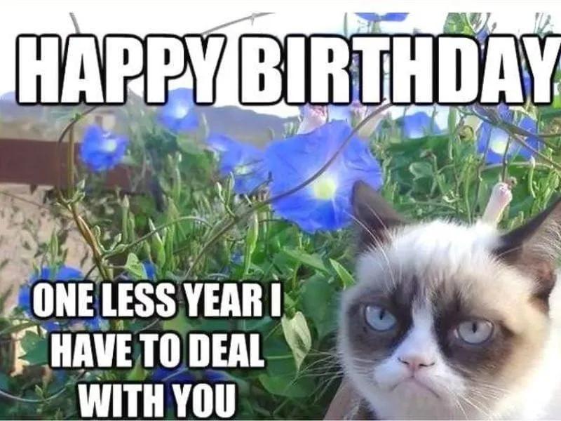 Mèo con đội mũ sinh nhật màu hồng đáng yêu, gửi lời chúc vui vẻ