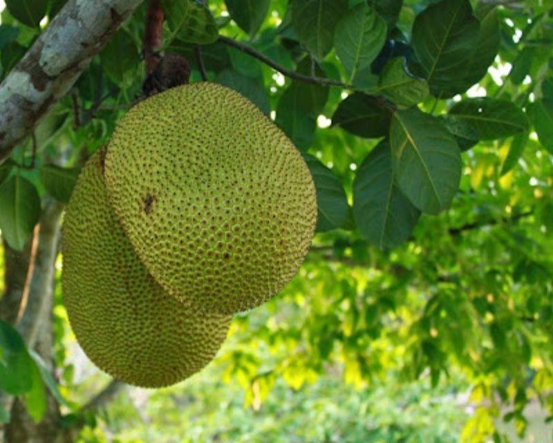 Mơ thấy quả mít đánh con gì? Mơ thấy trái mít đánh số mấy?