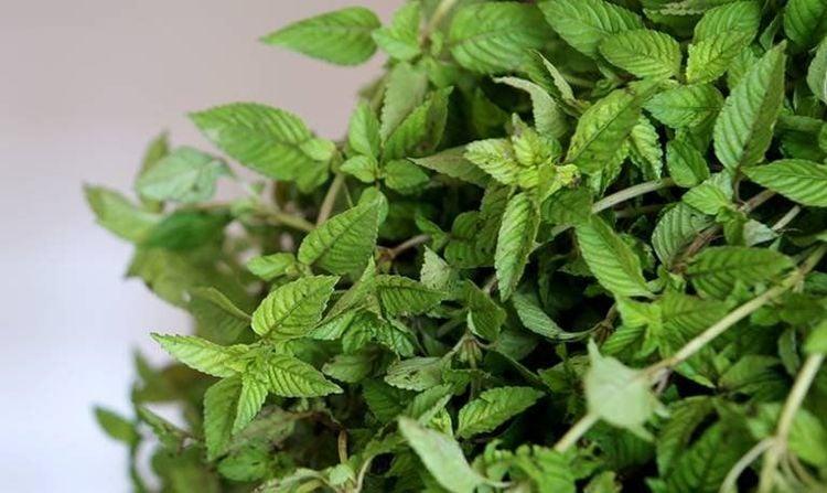 Công dụng của cây sương sáo