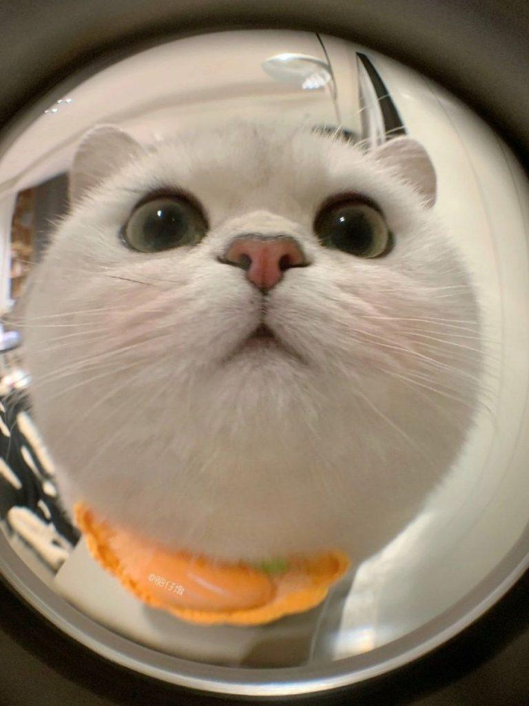 Bộ Sưu Tập Avatar Vô Tri Cute: Biểu Cảm Hài Hước, Đáng Yêu Nhất