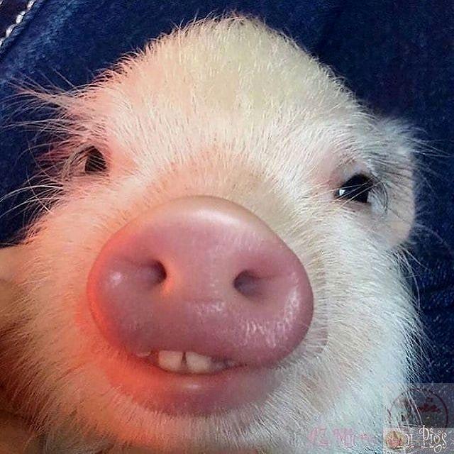 230+ ảnh meme con heo lợn cute, béo, khóc từ dễ thương đến bựa