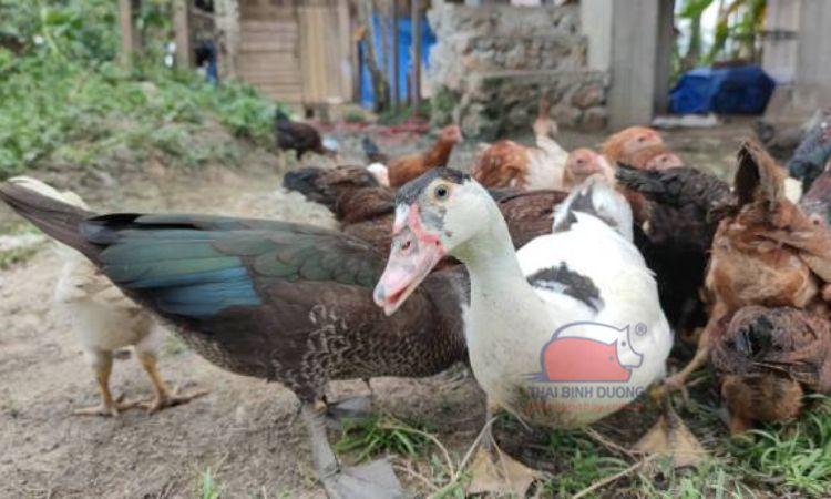 Tìm hiểu về vịt xiêm, giải đáp: Con ngan có phải con vịt xiêm không?