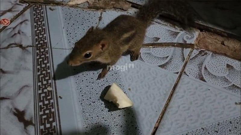 Sóc vào nhà tốt hay xấu? Giải mã ý nghĩa và cách xử lý