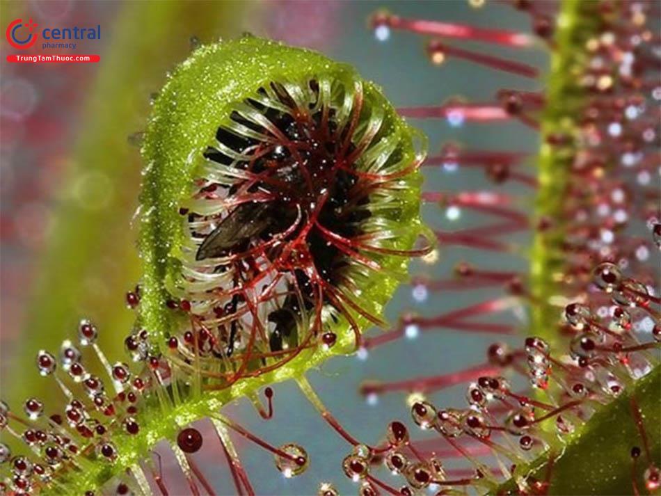 Gọng Vó (Drosera burmannii Vahl.)