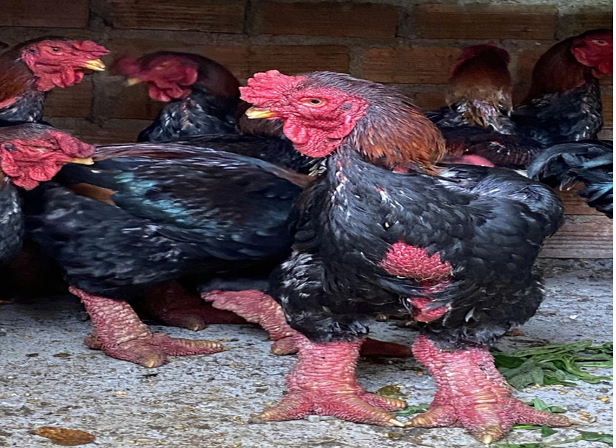 Mô hình chăn nuôi gà đông cảo lấy thịt tại thị trấn Ea Súp, huyện Ea Súp, tỉnh Đắk Lắk