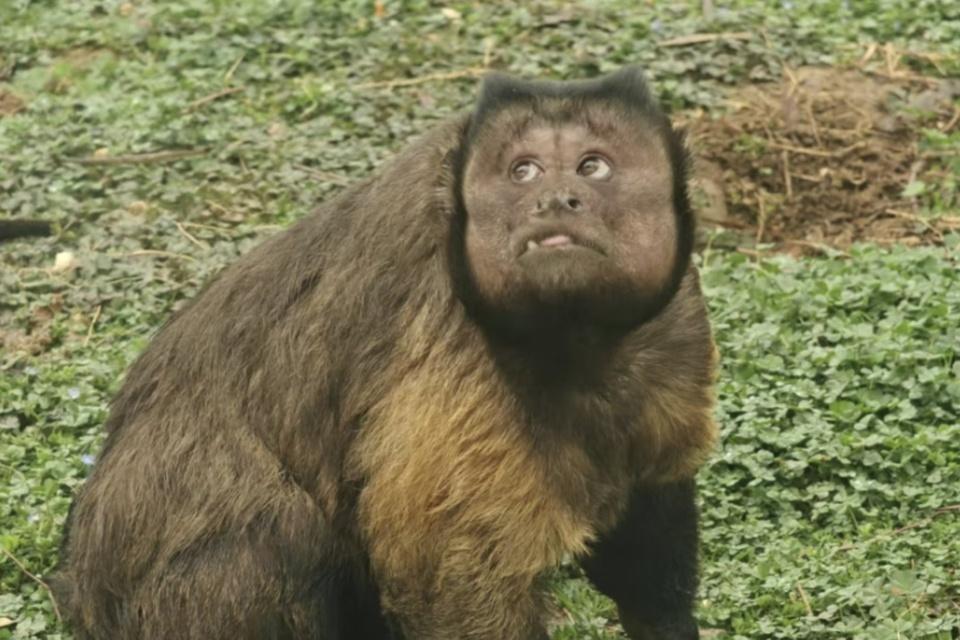 Khỉ mặt vuông gây bật cười ở Trung Quốc