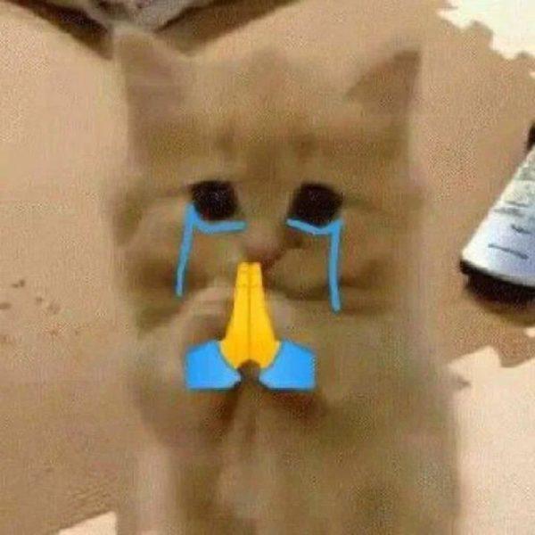 Khám phá Sức Hút Của **Meme Mèo Cầu Xin** Trên Mạng Xã Hội