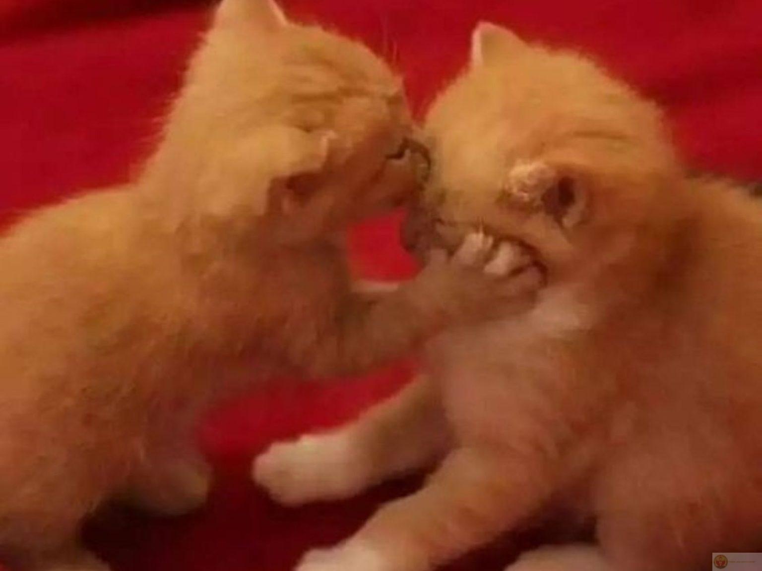 Tổng hợp 255+ meme mèo cute, bựa hài hước nhất