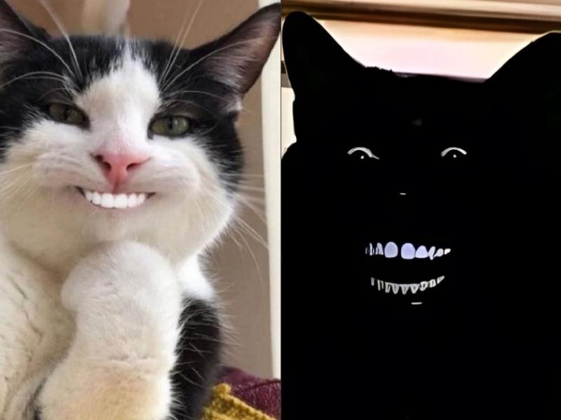 31+ ảnh meme mèo cười đểu, nhếch mép, nhe răng haha thú vị