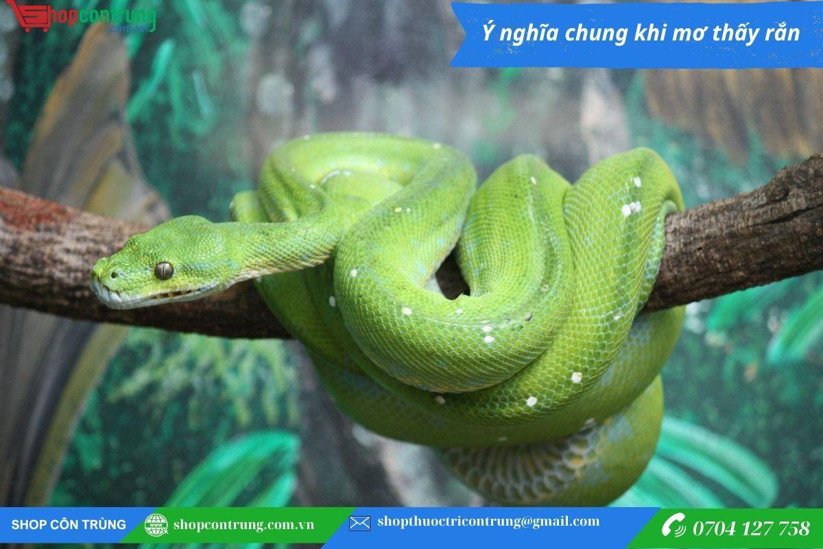 Mơ Thấy Rắn Đánh Con Gì? Giải Mã Giấc Mơ Thấy Rắn Chi Tiết Nhất