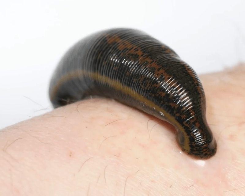 Mơ thấy đỉa đánh con gì? Nằm mơ thấy con đỉa