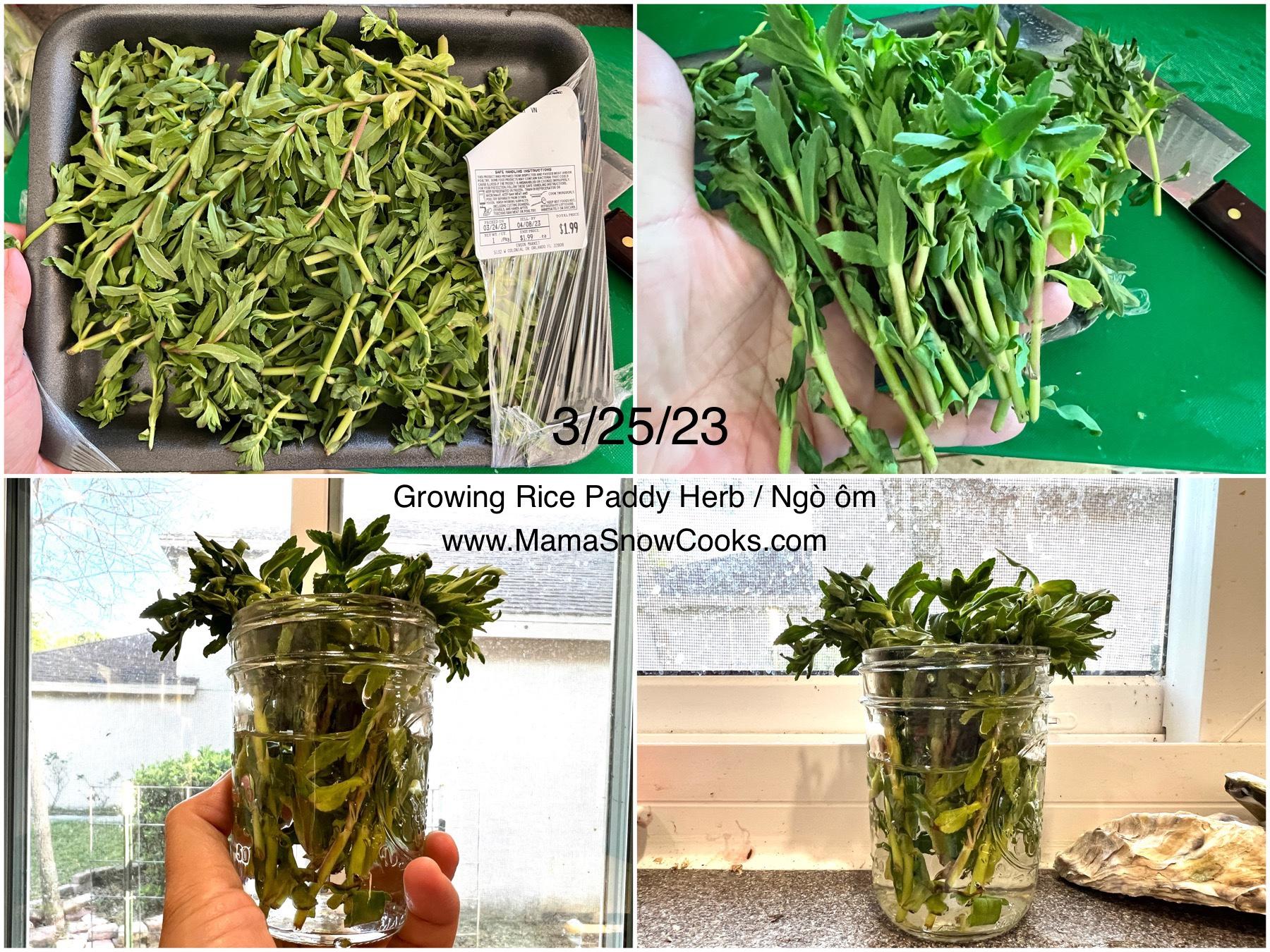 Mama Snow Cooks and More