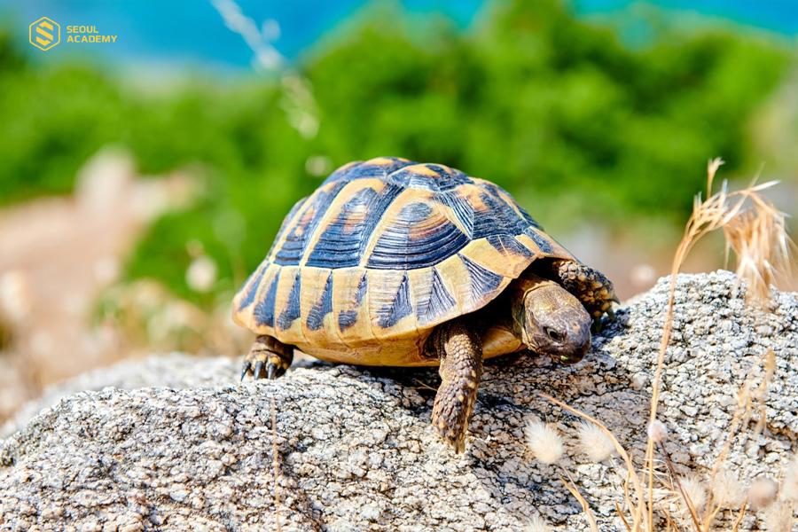 Rùa bò vào nhà là điềm gì? Tốt hay xấu? Nên nuôi hay thả?