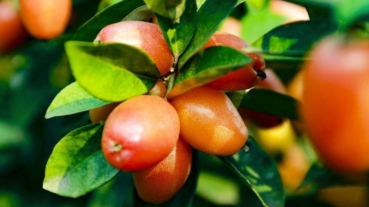 Nhót là gì? Giải nghĩa theo "từ điển" gen Z