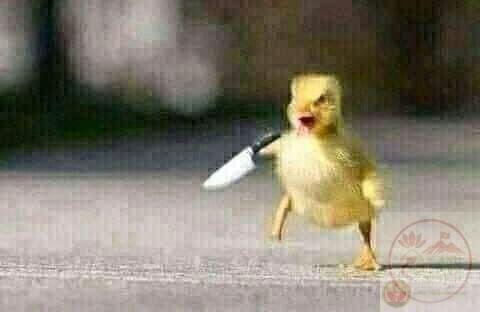 Full 101+ ảnh vịt meme duck chế – Vịt vàng meme siêu hề