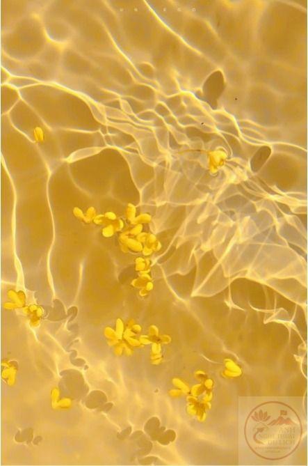 Tổng hợp ảnh nền màu Vàng đẹp nhất (đủ loại màu vàng)