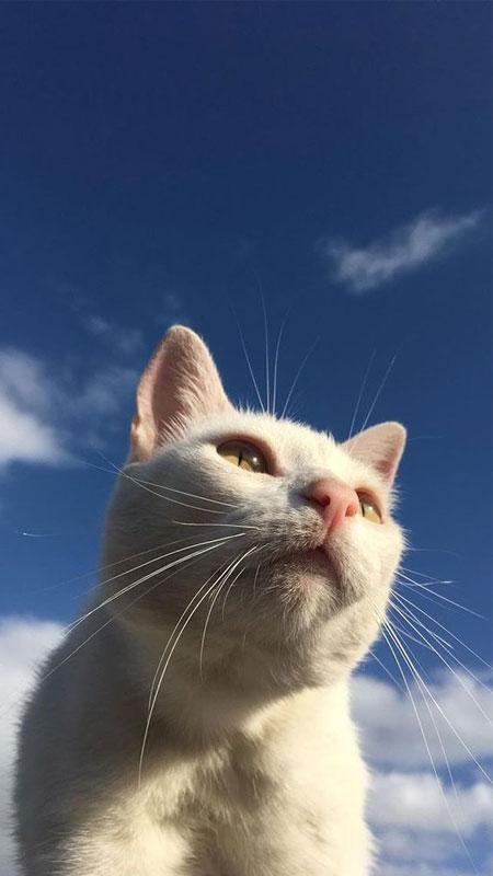 BST 60+ Ảnh Mèo Ngầu Chất Lừ Khiến Ai Cũng Phải Trầm Trồ