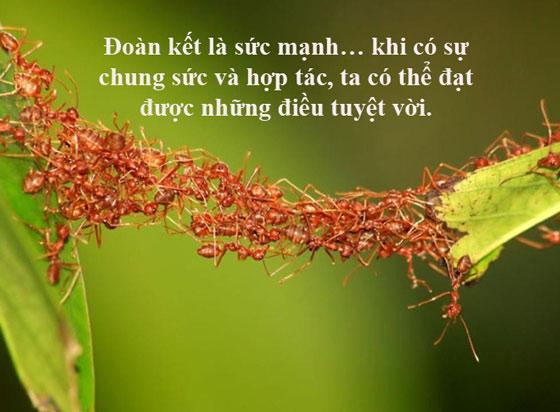 Những danh ngôn về tinh thần đoàn kết, tục ngữ sự đoàn kết vượt qua khó khăn truyền cảm hứng