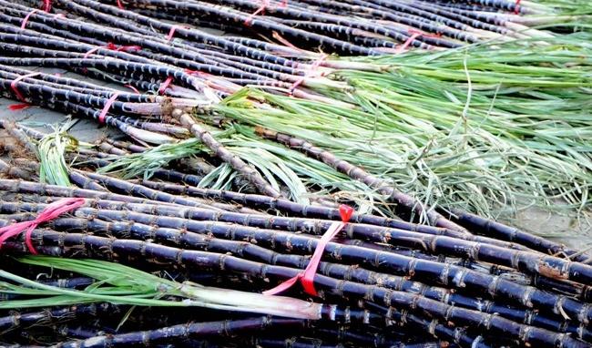 Cây công nghiệp miền núi phía Bắc ưa dùng phân bón Văn Điển