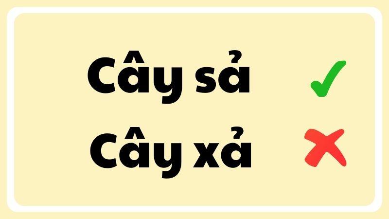Cây sả hay cây xả đúng chính tả?