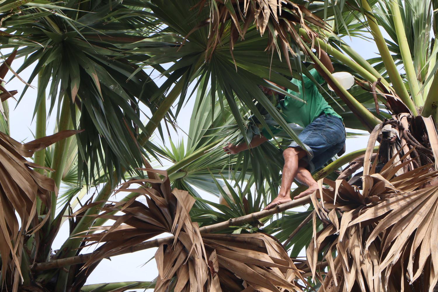 Cheo leo nghề trèo thốt nốt