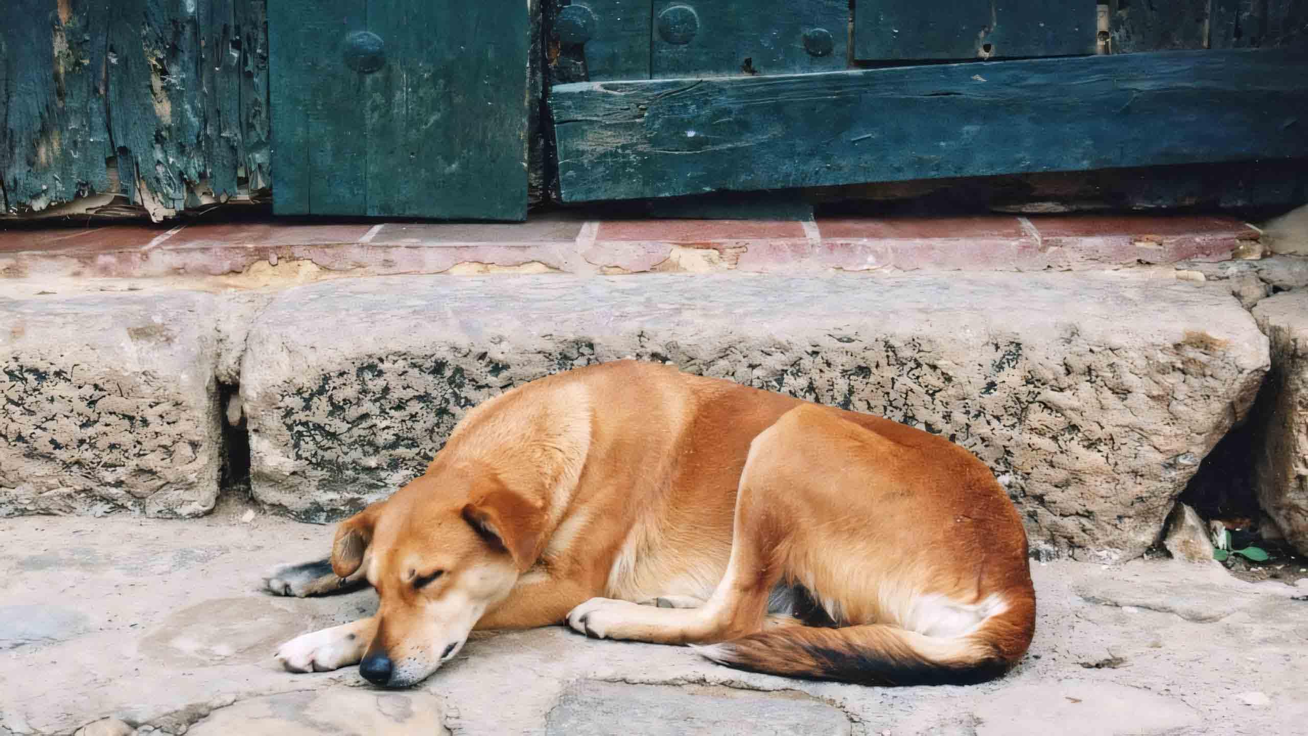 99.000+Ảnh Chó Buồn ???, Meme Ảnh Con Chó Buồn, Ảnh Chó Khóc