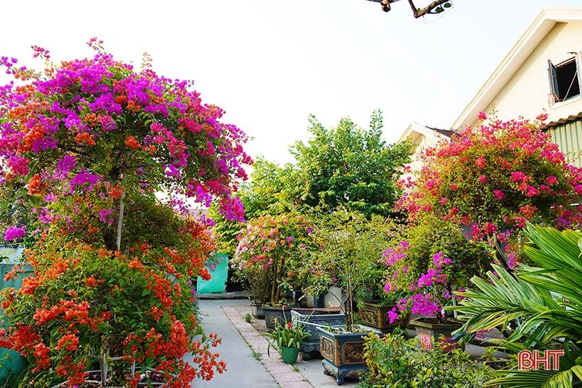 Ngắm dàn hoa giấy rực rỡ nơi miền nông thôn mới Nghi Xuân | Cổng TTĐT tỉnh Hà Tĩnh