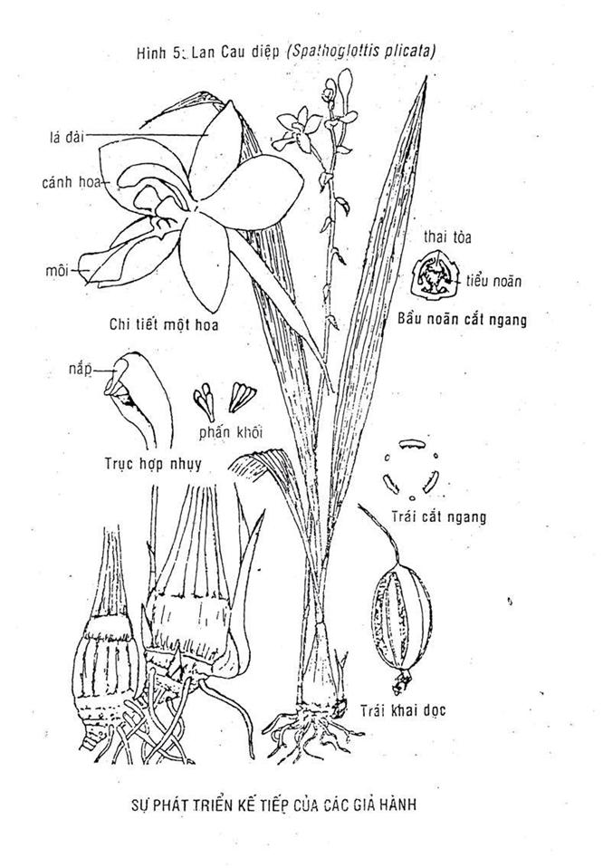 KỸ THUẬT NUÔI TRỒNG HOA LAN – NGUYỄN VĂN CHÁNH