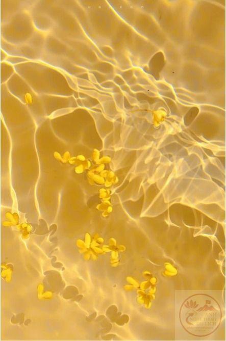 Tổng hợp ảnh nền màu Vàng đẹp nhất (đủ loại màu vàng)