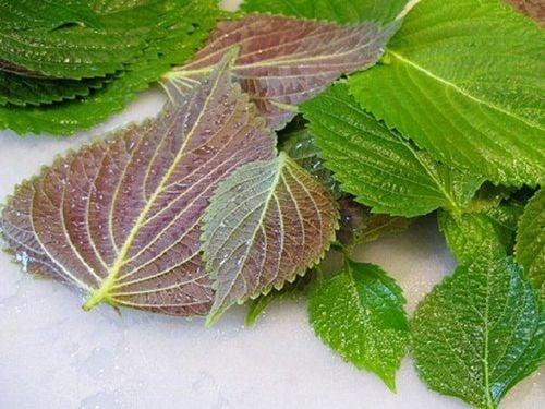 Lá tía tô có tác dụng gì?