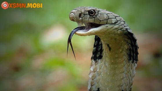 Ngủ mơ thấy rắn hổ mang chỉ ra điềm báo gì?