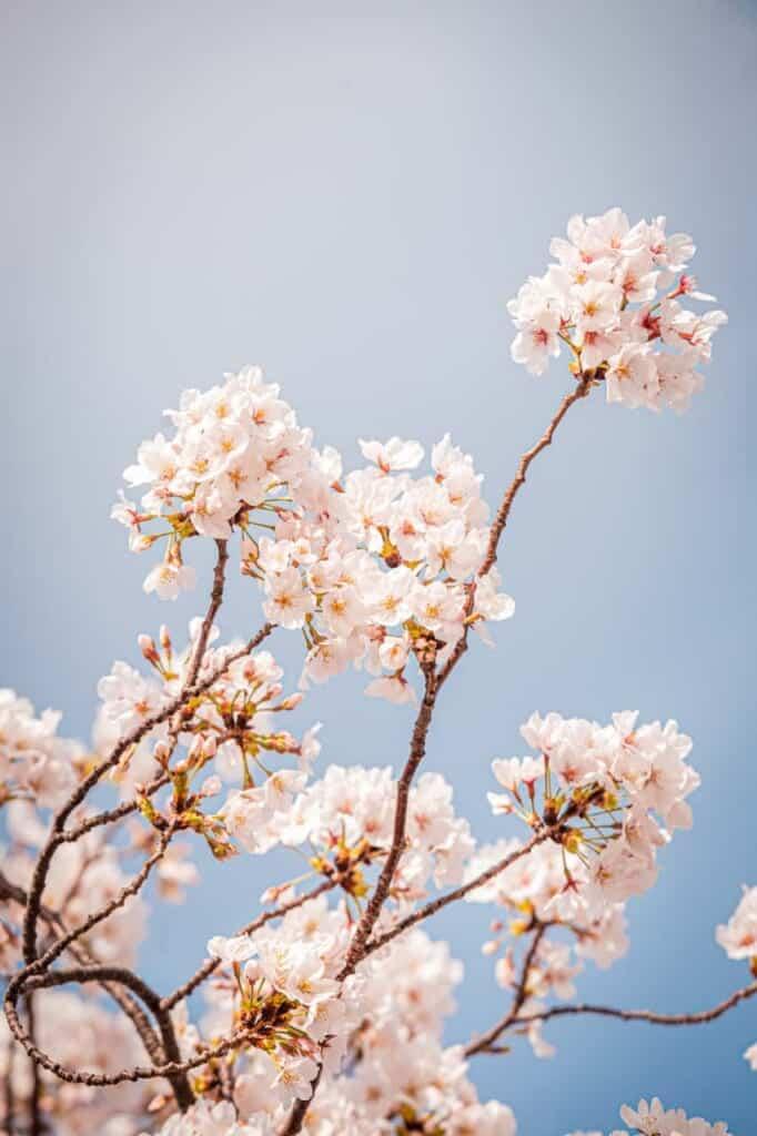Japanese Spring: The Difference Between Ume, Momo, and Sakura Blossoms