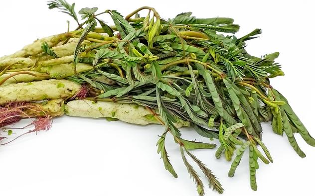 Rau nhút: Đặc điểm, tác dụng, các bài thuốc trị bệnh