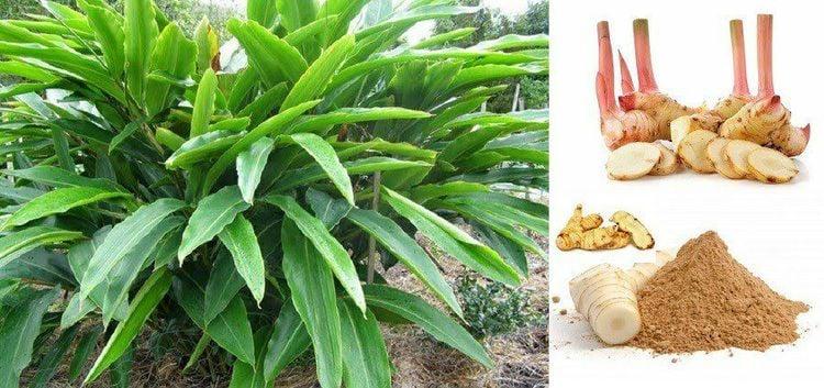 Cây riềng: Vị thuốc chữa bệnh hiệu quả