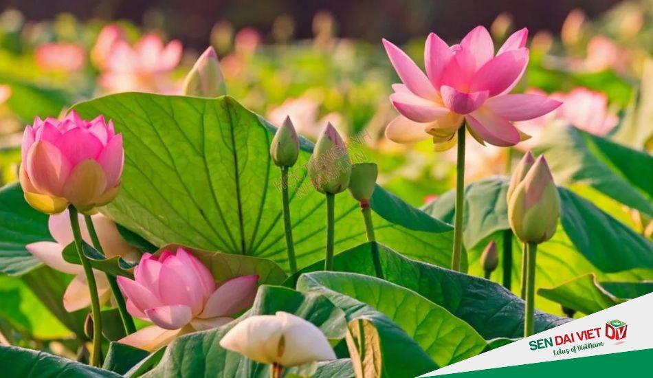 Ý nghĩa của hoa sen theo màu sắc