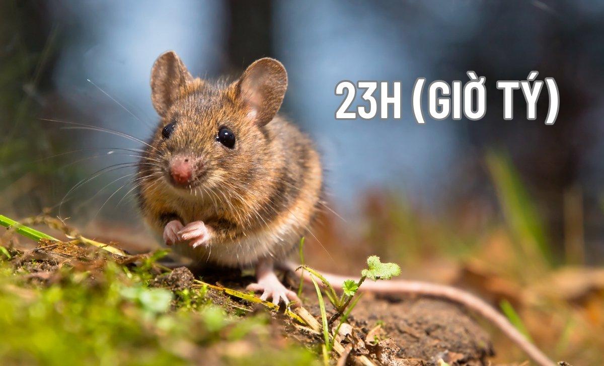 23h là giờ gì? Nên và không nên làm gì lúc 23 giờ đêm?
