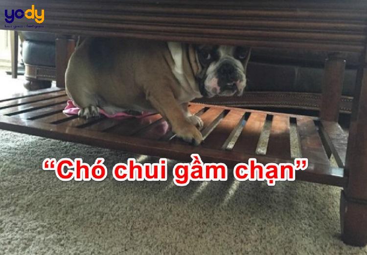 Chạn vương là gì?  Khám phá ý nghĩa hài hước của từ chạn vương