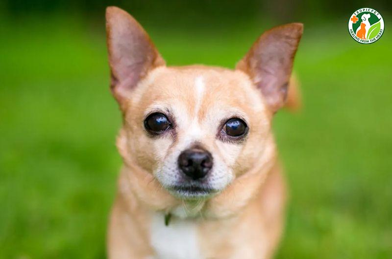 Chó mắt lồi có nguy hiểm không? Cách chăm sóc chó mắt lồi