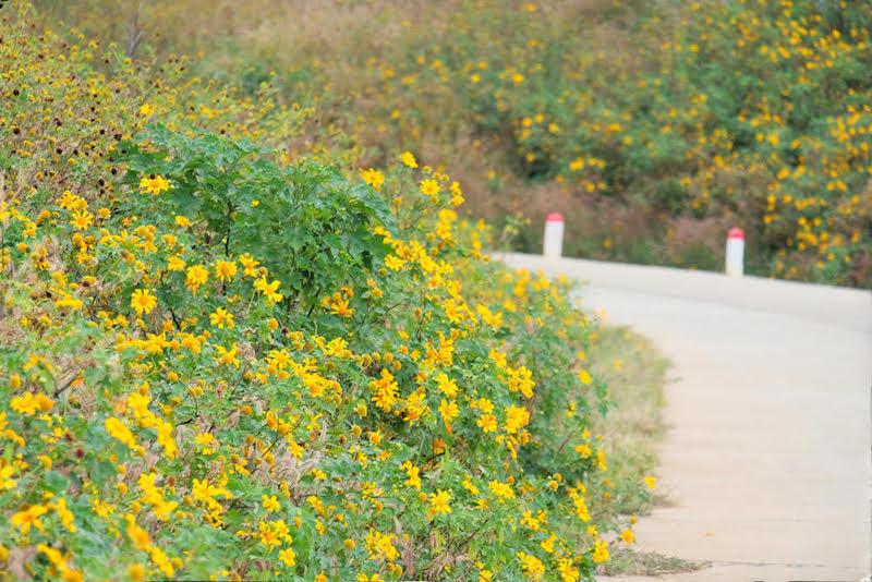 NHỮNG ĐIỂM CHECK-IN HOA DÃ QUỲ KHÔNG THỂ BỎ QUA