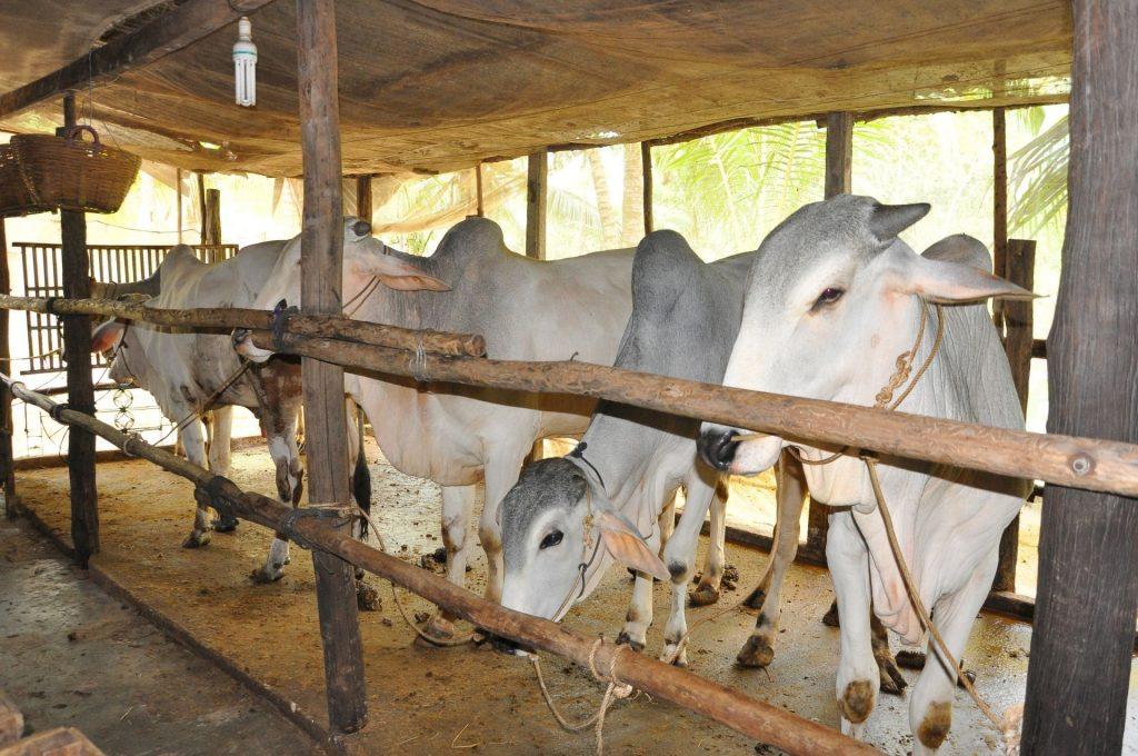 Thị trường giá thịt trâu bò hôm nay: Biến động và dự báo