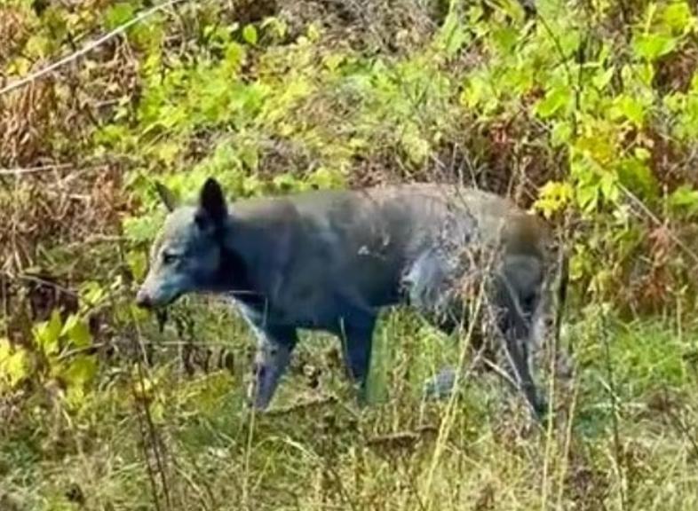 Bí ẩn về những chú chó lông xanh ở Chernobyl đã được giải mã